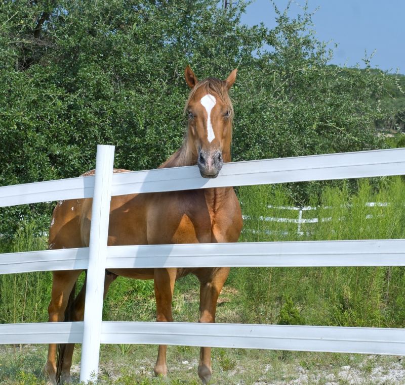 Livestock Fence Painting in Waco, TX
